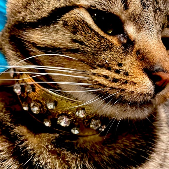 🐾 Gorgeous Gold Rhinestone adjustable collar. Gently worn excellent condition.